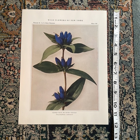 Antique Botanical Plant Print Original 100 years old Vintage Art - Picture 6 of 12